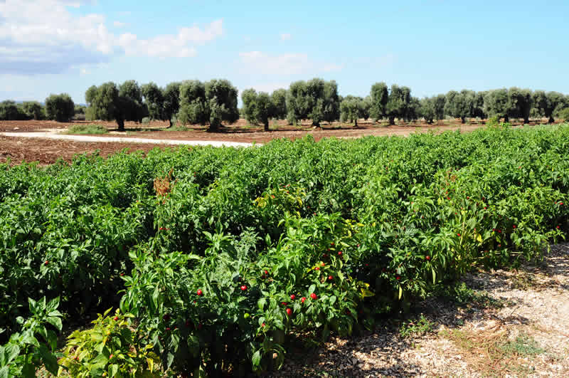 Filiera - Prodotti Tipici pugliesi - sottolio, sottaceto, olive, sughi pronti, olio extravergine, confetture, marmellate, farine