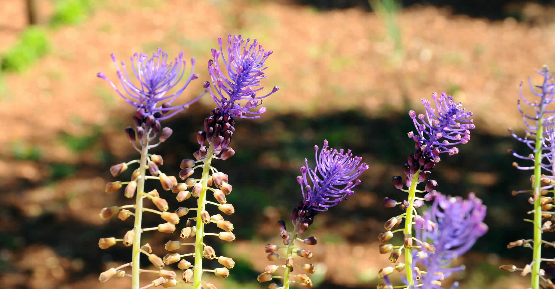 sottolio, sottaceto, olive, sughi pronti, olio extravergine, confetture, marmellate