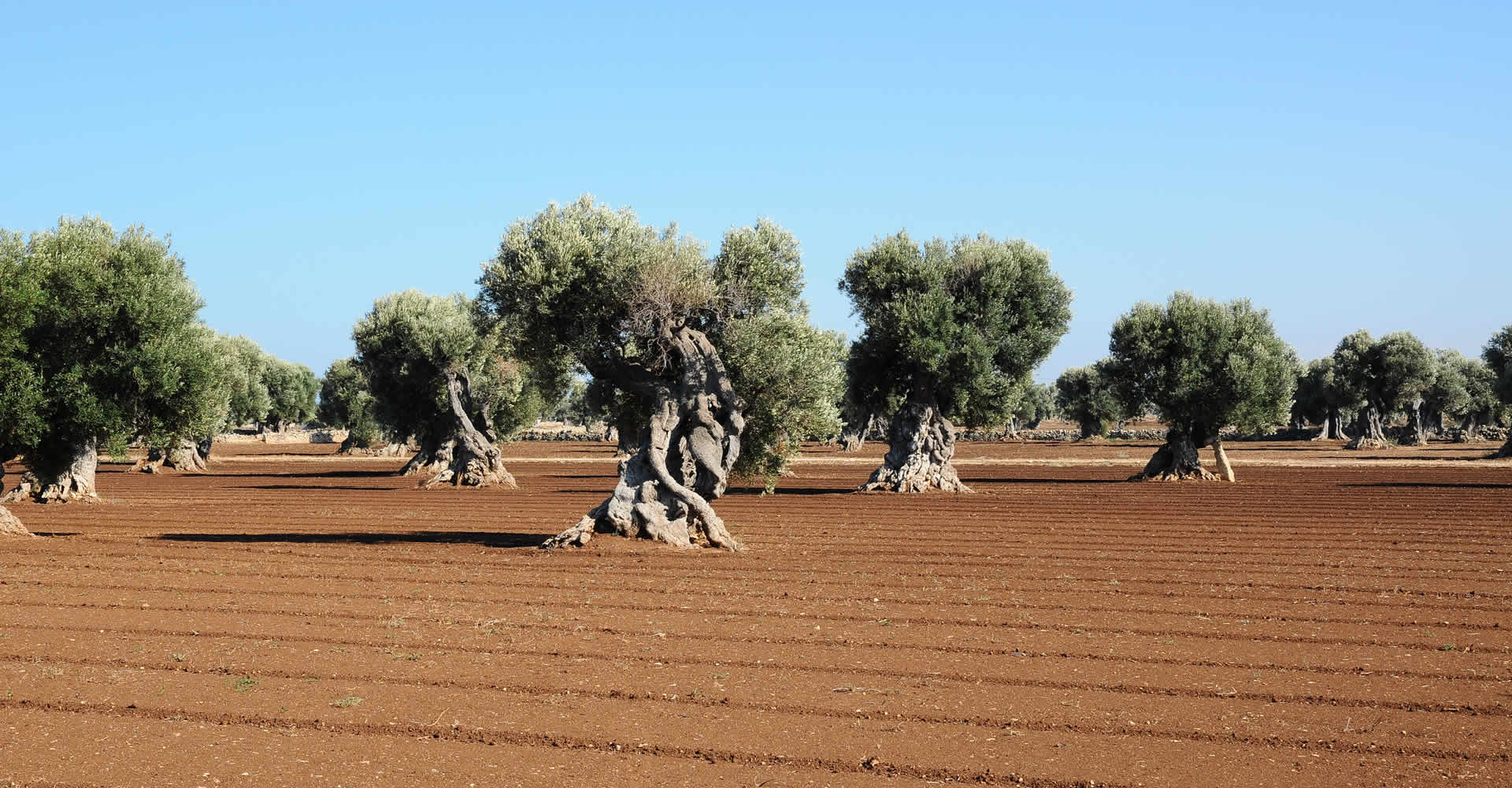 Nobile Tradizione Pugliese | Azienda Agricola ad Ostuni | Prodotti Tipici di Puglia
